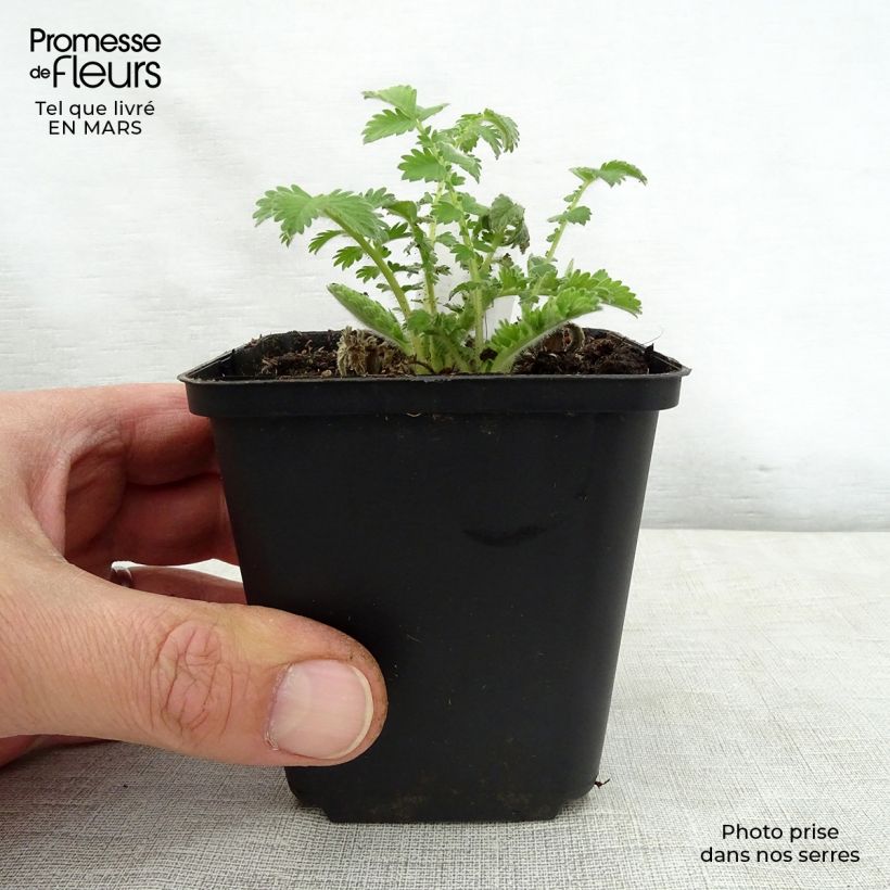 Spécimen de Aigremoine eupatoire - Agrimonia eupatoria Godet de 8/9 cm tel que livré au printemps