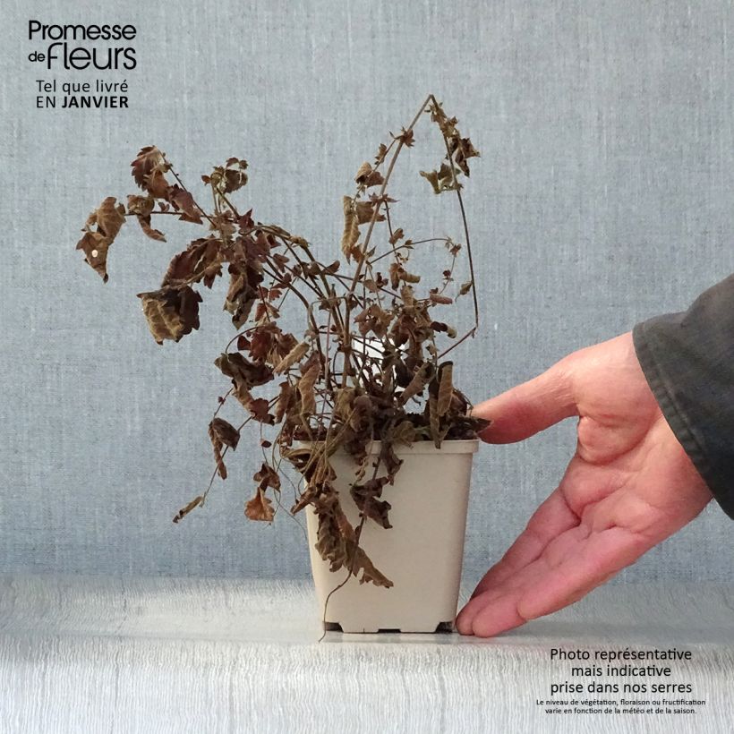 Spécimen de Aigremoine eupatoire - Agrimonia eupatoria Godet de 8/9 cm tel que livré en hiver