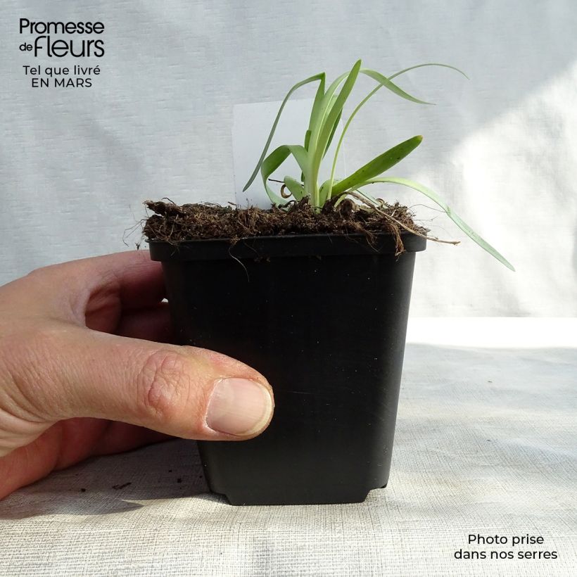 Amostra de Allium Millenium Vaso de 8/9 cm tal como entregue na primavera