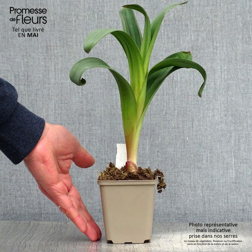 Spécimen de Ail d'ornement - Allium Ostara Godet de 8/9 cm tel que livré au printemps