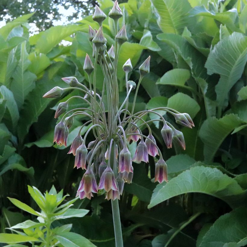 Ail d'ornement - Allium bulgaricum ou nectaroscordum (Floraison)