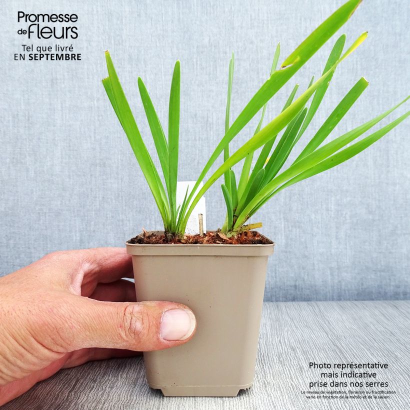 Spécimen de Ail d'ornement - Allium Serendipity Godet de 8/9 cm tel que livré en automne