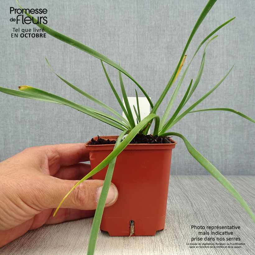 Spécimen de Ail d'ornement - Allium senescens Avatar Godet de 7/8 cm calibre I tel que livré en automne