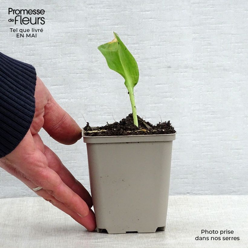 Exemplar von Allium ursinum im Topf - Bärlauch Kleine Töpfe von 7/8 cm wie im Frühjahr geliefert