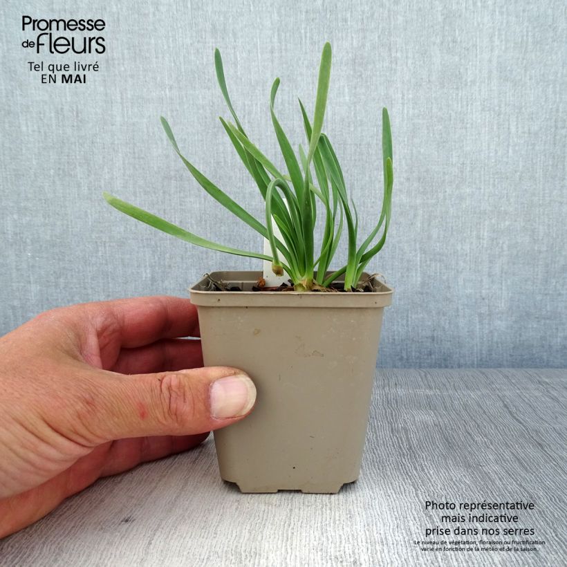 Spécimen de Ail d'ornement - Allium Little Sapphire Godet de 8/9 cm tel que livré au printemps