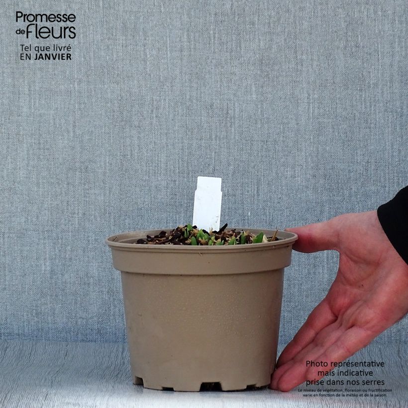 Spécimen de Ail d'ornement - Allium Serendipity Pot de 2L/3L tel que livré en hiver