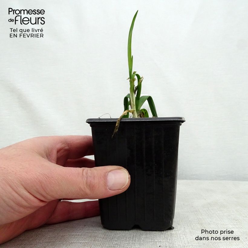 Spécimen de Ail rocambole - Allium scorodoprasum Godet de 8/9 cm tel que livré en hiver