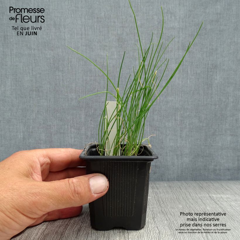 Spécimen de Ail rocambole - Allium scorodoprasum Godet de 8/9 cm tel que livré en été