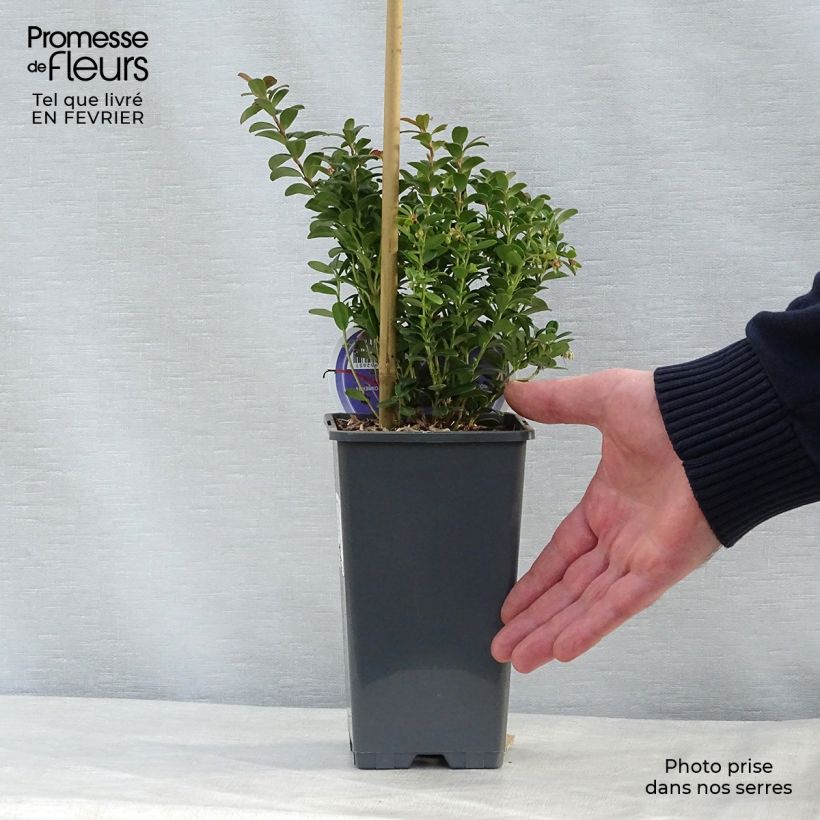 Spécimen de Airelle, Vaccinium vitis idaea Pot de 1,5L/2L tel que livré en hiver