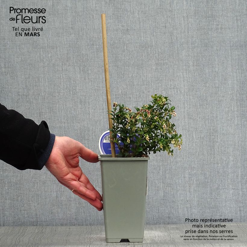 Spécimen de Airelle, Vaccinium vitis idaea Pot de 1,5L/2L tel que livré au printemps