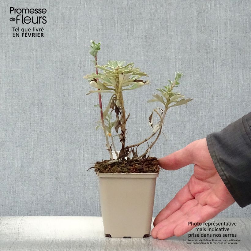 Spécimen de Ajania pacifica Gold and Silver - Chrysanthème du Pacifique Godet de 8/9 cm tel que livré en hiver