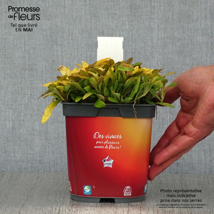 Spécimen de Ajuga Feathered Friends Fancy Finch - Bugle rampante Pot de 2L/3L tel que livré au printemps