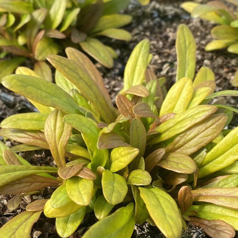 Ajuga Feathered Friends Fancy Finch (Folhagem)