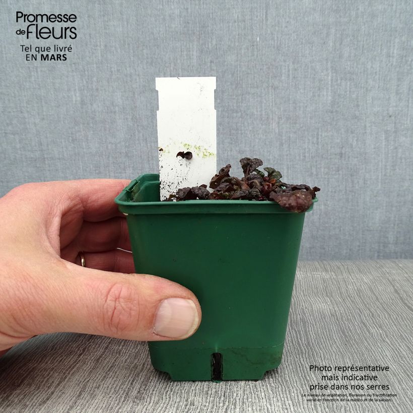 Spécimen de Ajuga pyramidalis Metallica Crispa Godet de 8/9 cm tel que livré en hiver