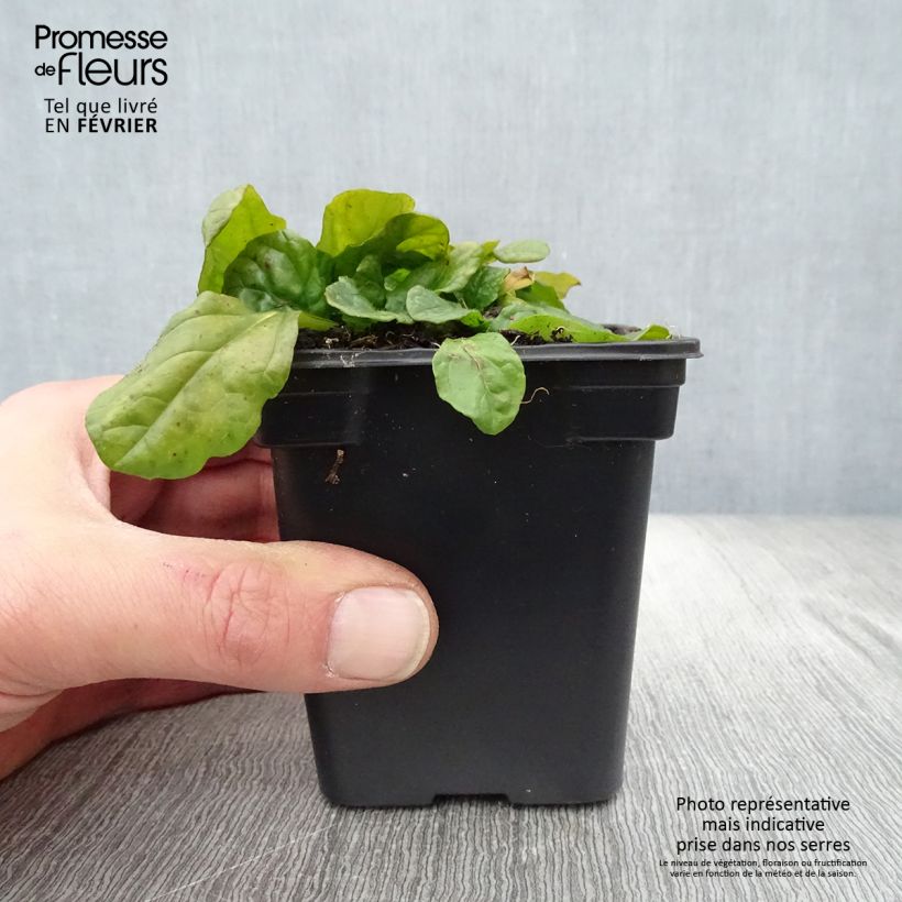 Spécimen de Ajuga reptans Alba - Bugle rampant Godet de 7/8 cm tel que livré en hiver