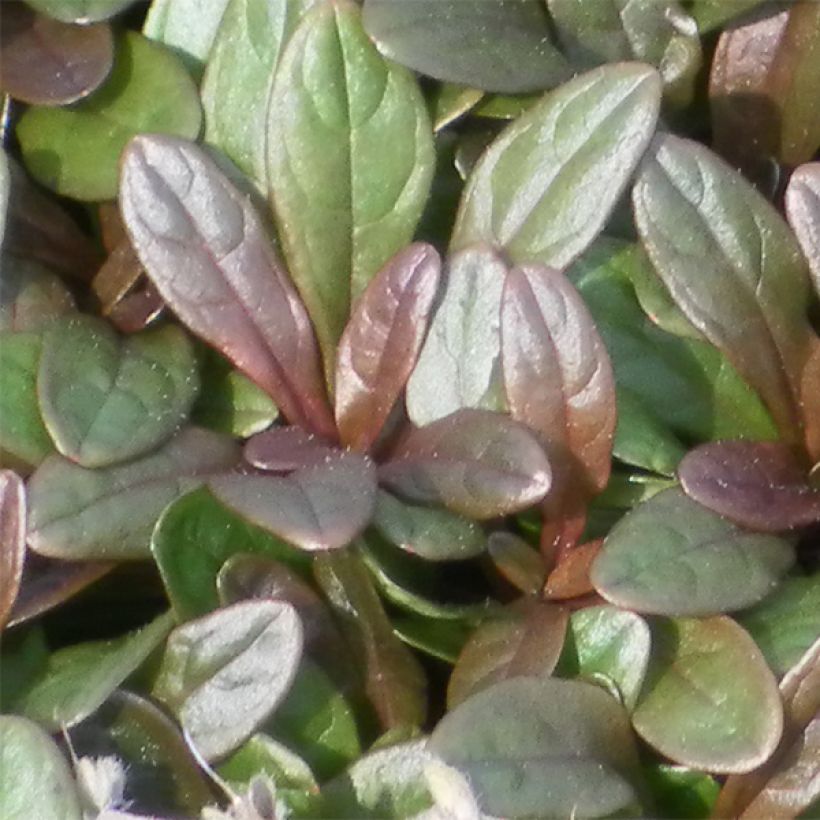 Bugle rampante - Ajuga tenorii Chocolate Chip (Valfredda) (Feuillage)