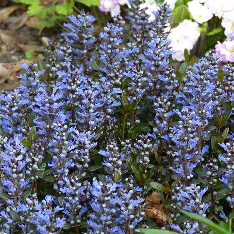 Ajuga tenorii Chocolate Chip (Floração)
