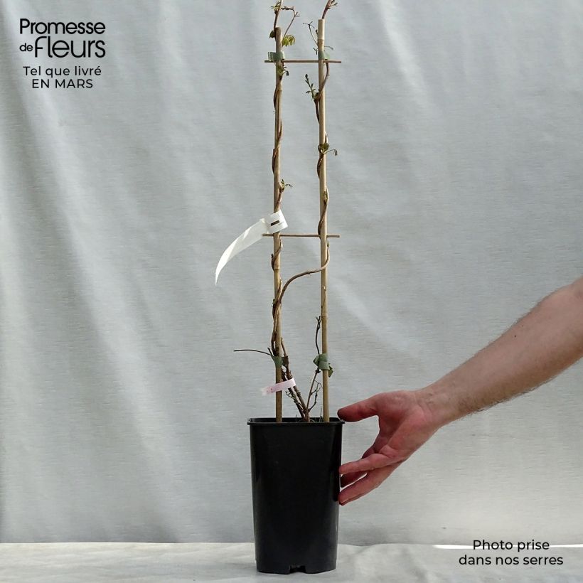 Spécimen de Akebia longeracemosa - Akébie à longue grappe Pot de 2L/3L tel que livré en hiver