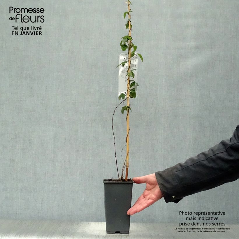 Spécimen de Akebia quinata - Akébie à cinq feuilles Pot de 2L/3L tel que livré en hiver