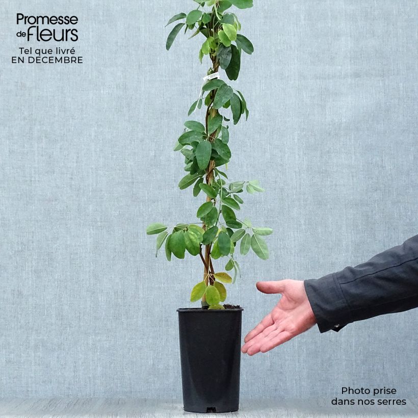 Spécimen de Akebia quinata Cream Form Pot de 2L/3L tel que livré en hiver