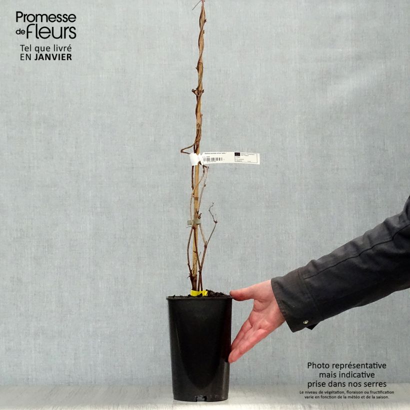 Spécimen de Akebia quinata Silver Bells Pot de 2L/3L tel que livré en hiver