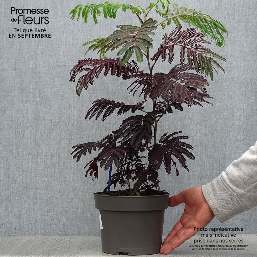 Spécimen de Albizia julibrissin Summer Chocolate - Arbre à soie Pot de 3L/4L tel que livré en automne