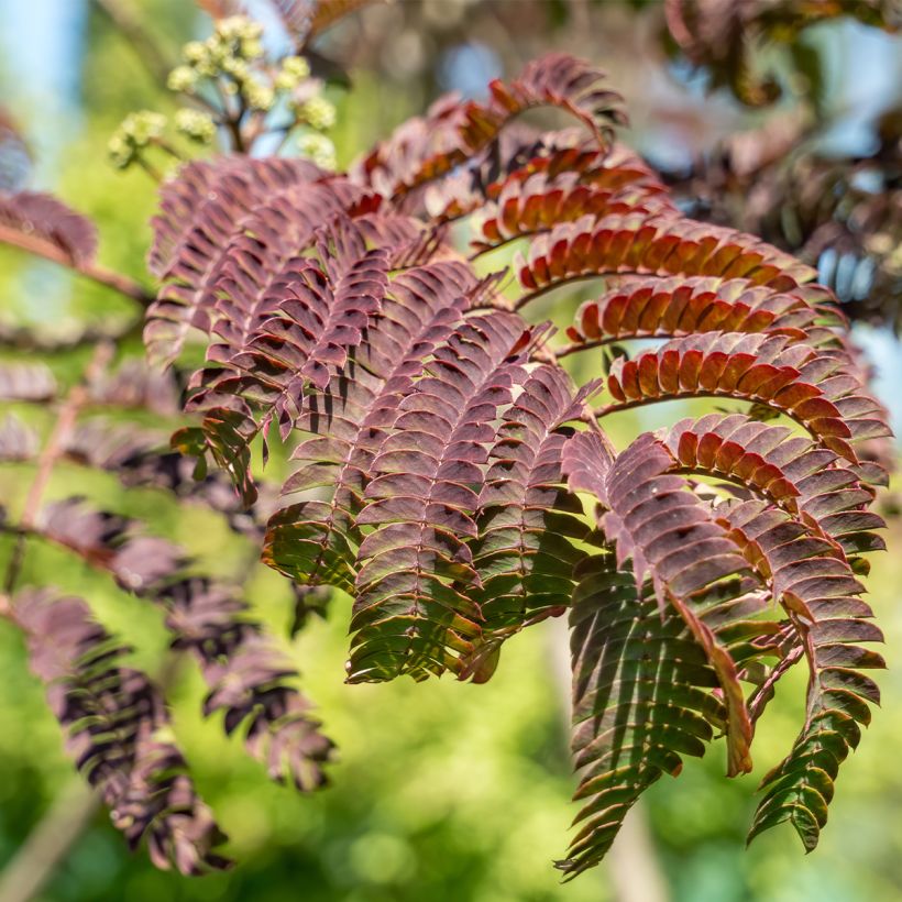 Albizia julibrissin Evey's Pride (Folhagem)