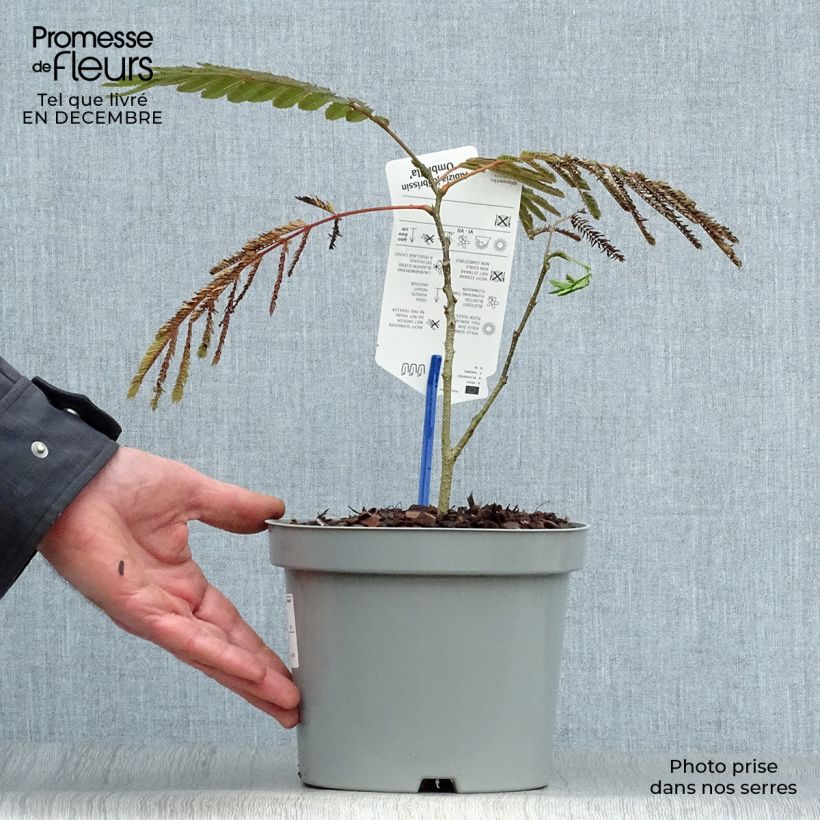 Spécimen de Albizia julibrissin Ombrella - Arbre à soie Pot de 3L/4L tel que livré en hiver