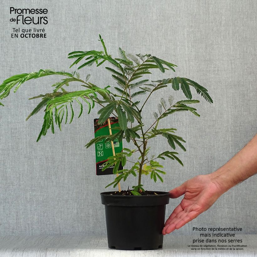 Spécimen de Albizia julibrissin Ombrella - Arbre à soie Pot de 3L/4L tel que livré en automne