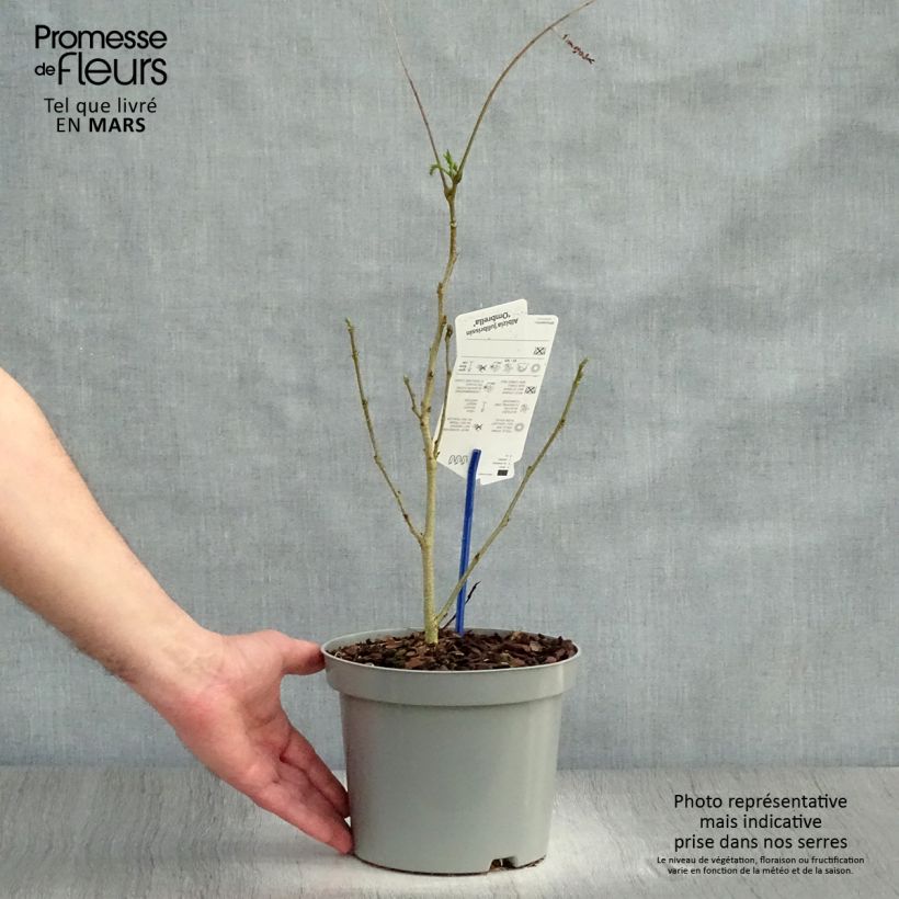 Spécimen de Albizia julibrissin Ombrella - Arbre à soie Pot de 3L/4L tel que livré au printemps