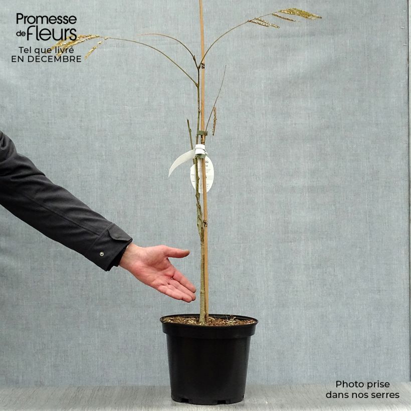 Spécimen de Albizia julibrissin Ombrella - Arbre à soie Pot de 6L/7L tel que livré en hiver