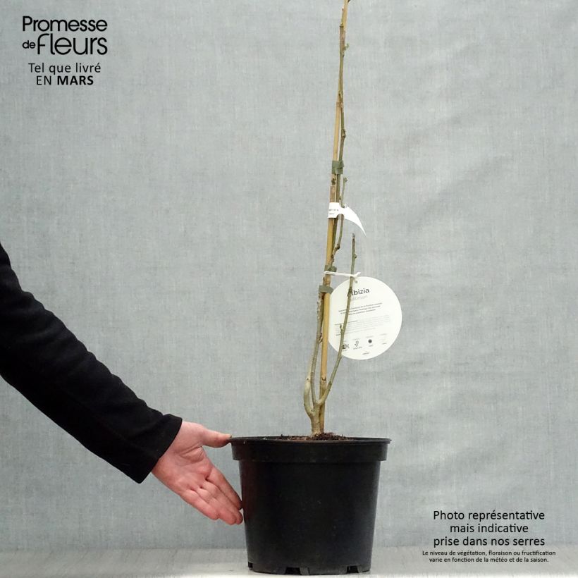 Spécimen de Albizia julibrissin Ombrella - Arbre à soie Pot de 6L/7L tel que livré au printemps