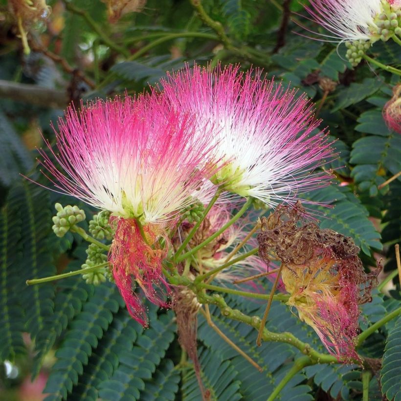 Albizia julibrissin Rosea (Floração)