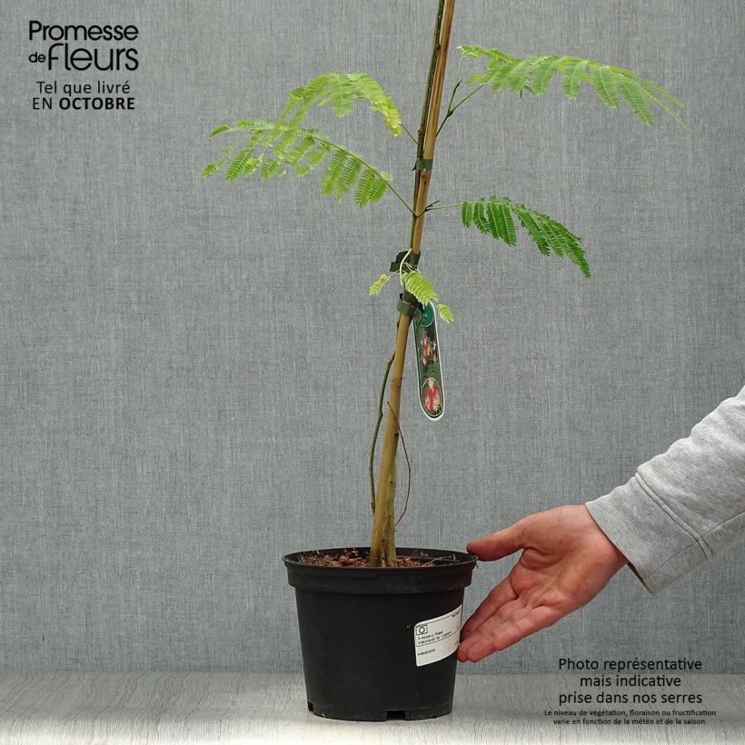 Spécimen de Albizia julibrissin Rosea - Arbre à soie rose Pot de 2L/3L tel que livré en automne