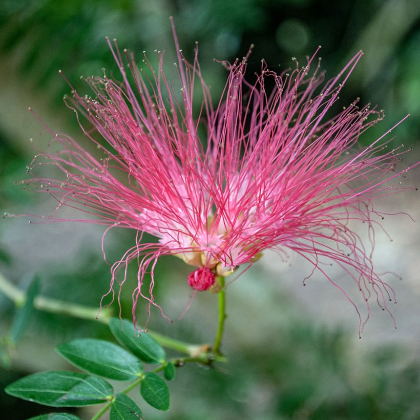 Albizia julibrissin Rosea - Arbre à soie rose (Floraison)