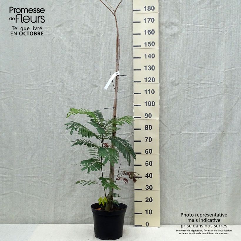 Spécimen de Albizia julibrissin Summer Chocolate - Arbre à soie Pot de 7,5L/10L tel que livré en automne