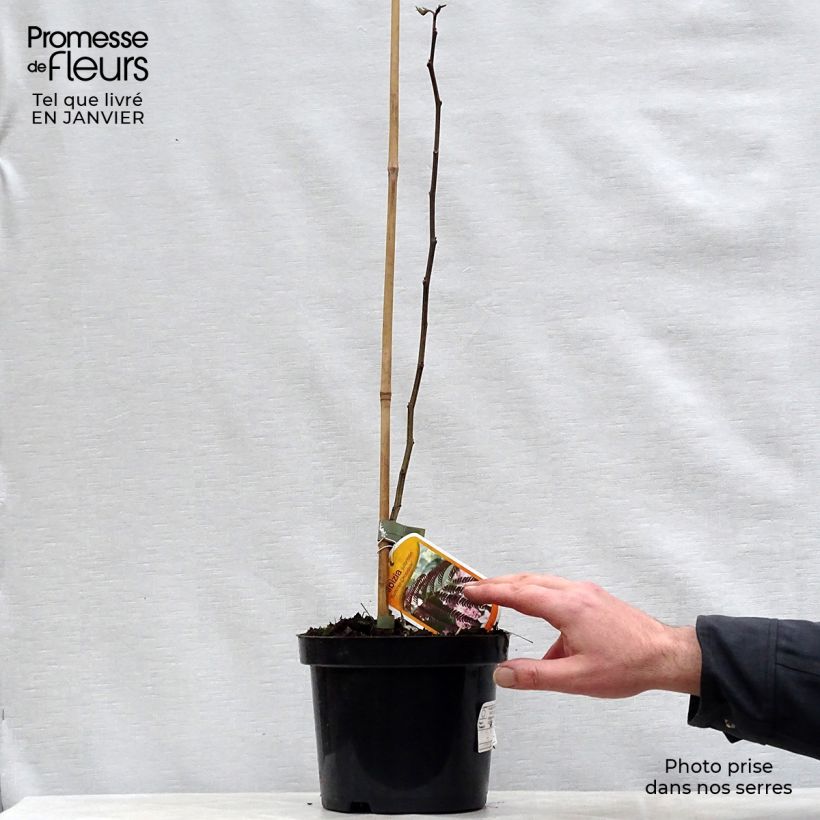 Spécimen de Albizia julibrissin Summer Chocolate - Arbre à soie Pot de 3L/4L tel que livré en hiver