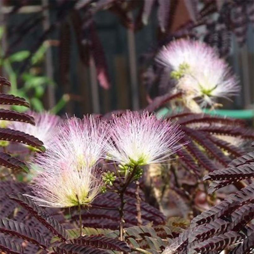 Albizia julibrissin Summer Chocolate - Arbre à soie (Floraison)
