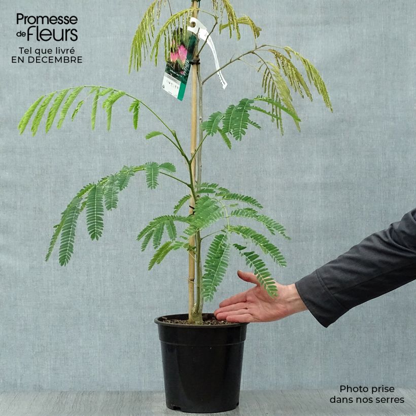 Spécimen de Albizzia Tropical Dream - Arbre à soie Pot de 7,5L/10L tel que livré en hiver