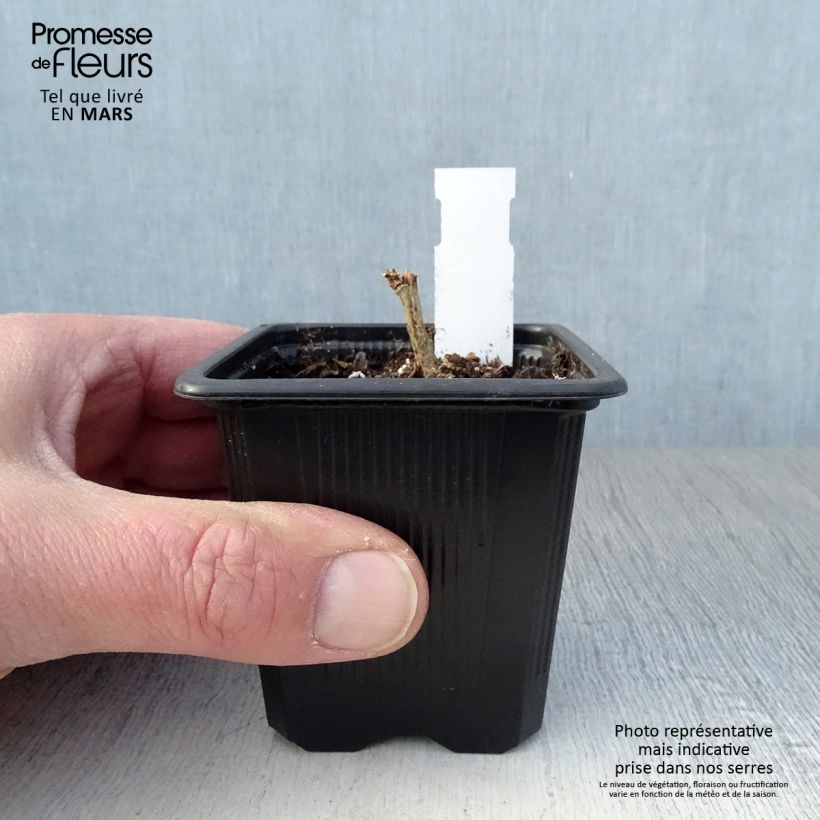 Spécimen de Alcalthaea Parkallee Godet de 8/9 cm tel que livré au printemps