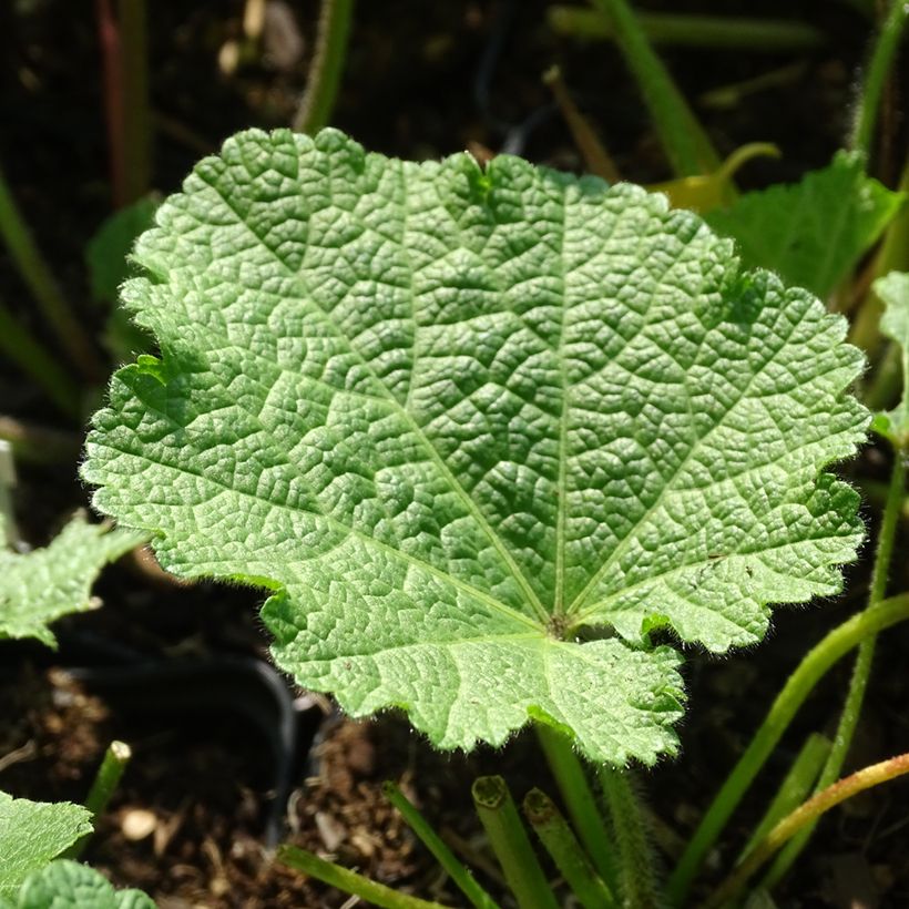 Alcea ficifolia Las Vegas - Rose trémière (Feuillage)