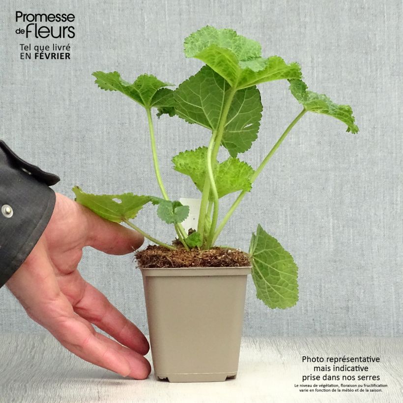 Spécimen de Alcea ficifolia - Rose trémière à feuilles de figuier Godet de 8/9 cm tel que livré en hiver