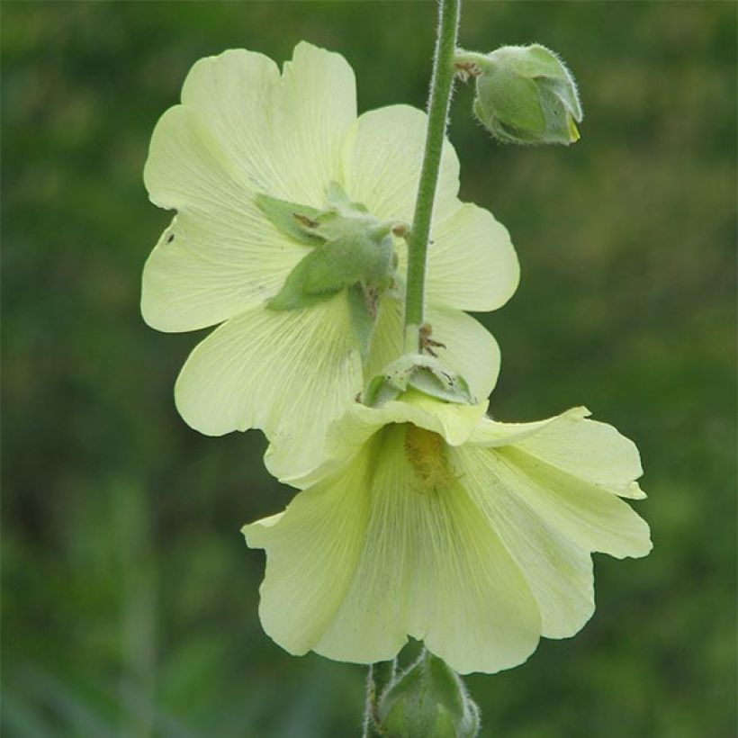Malva rosa - Alcea rugosa (Floração)