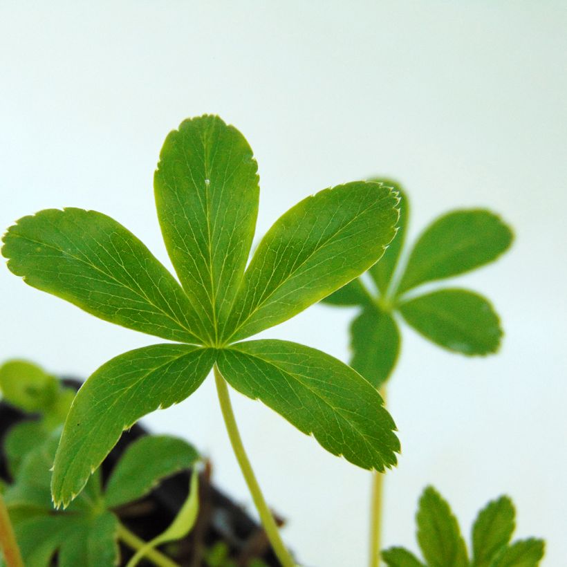 Alchemilla alpina (Folhagem)