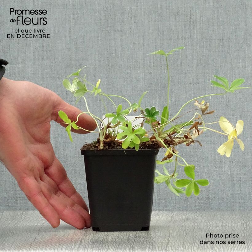 Spécimen de Alchemilla alpina - Alchémille des Alpes Godet de 8/9 cm tel que livré en hiver