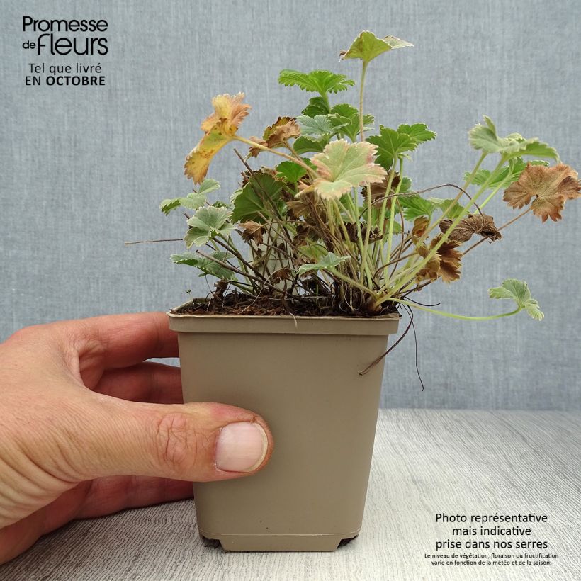 Spécimen de Alchemilla caucasica - Alchémille de Caucase Godet de 8/9 cm tel que livré en automne