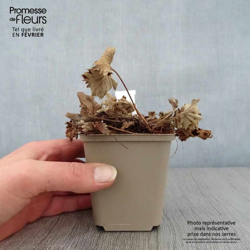 Spécimen de Alchemilla caucasica - Alchémille de Caucase Godet de 8/9 cm tel que livré en hiver