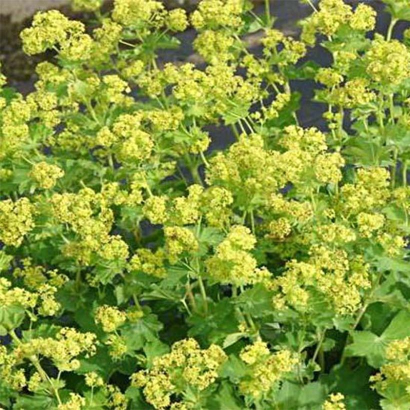 Alchemilla epipsila (Floração)
