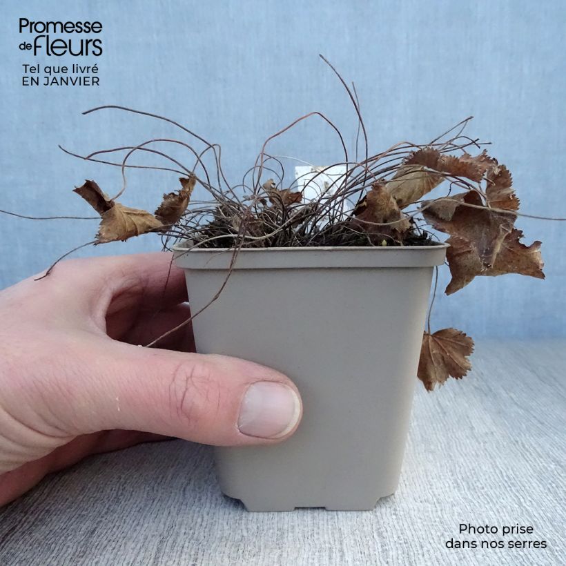 Spécimen de Alchemilla epipsila - Alchemille Godet de 8/9 cm tel que livré en hiver