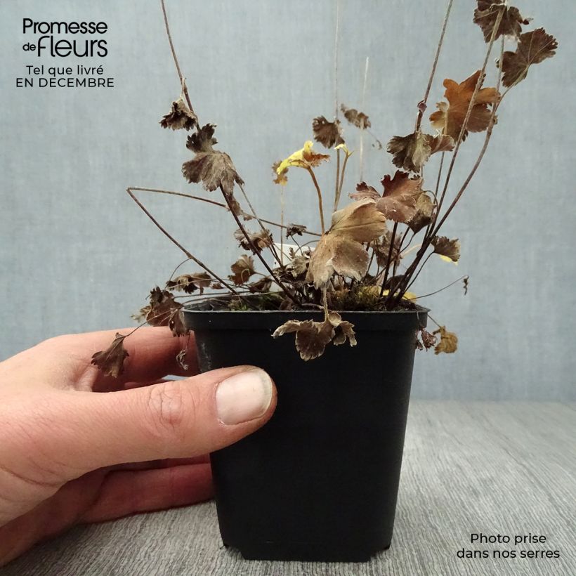 Spécimen de Alchemilla erythropoda - Alchémille Godet de 8/9 cm tel que livré en hiver